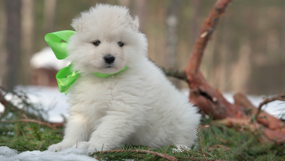 Фото щенка Самоеда