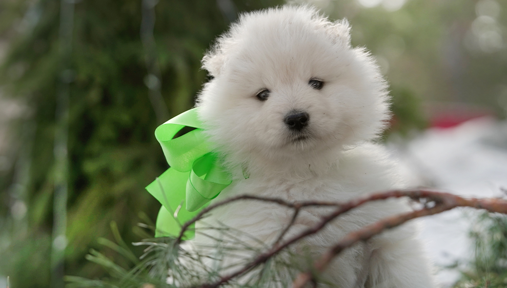 Фото щенка Самоеда